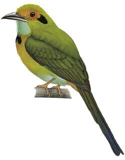 蓝喉翠鴗 / Blue-throated Motmot / Aspatha gularis