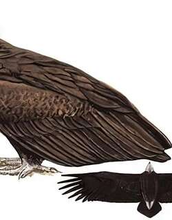 秃鹫 / Cinereous Vulture / Aegypius monachus