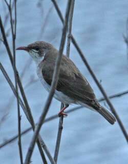 褐背胶蜜鸟 / Brown-backed Honeyeater / Ramsayornis modestus