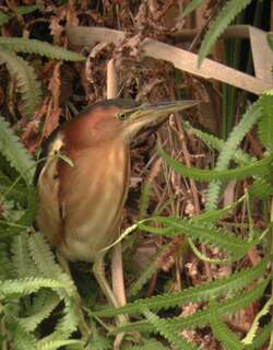 黑背苇鳽 / Black-backed Bittern / Ixobrychus dubius