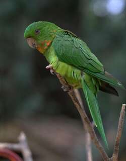 红喉鹦哥 / Red-throated Parakeet / Psittacara rubritorquis