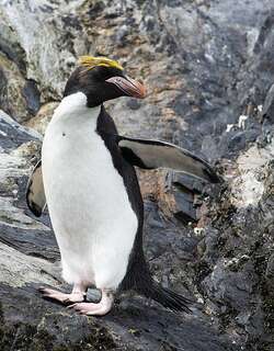 长眉企鹅 / Macaroni Penguin / Eudyptes chrysolophus