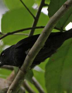 牙买加厚嘴霸鹟 / Jamaican Becard / Pachyramphus niger