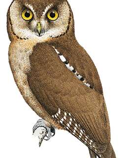 奔巴角鸮 / Pemba Scops Owl / Otus pembaensis