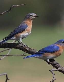 东蓝鸲 / Eastern Bluebird / Sialia sialis