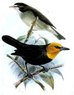 喀麦隆绣眼鸟 / Mount Cameroon Speirops / Zosterops melanocephalus