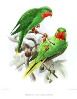 红喉鹦鹉 / Red-throated Lorikeet / Charmosyna amabilis