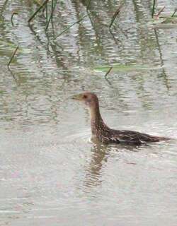 斑纹田鸡 / Striped Crake / Aenigmatolimnas marginalis