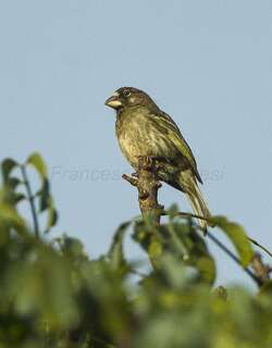厚嘴丝雀 / Thick-billed Seedeater / Crithagra burtoni