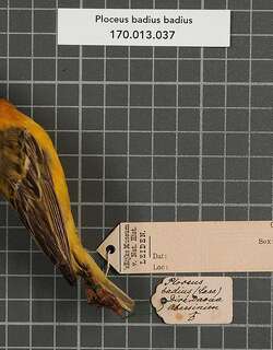 桂红织雀 / Cinnamon Weaver / Ploceus badius