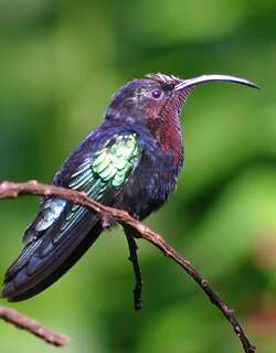 紫喉蜂鸟 / Purple-throated Carib / Eulampis jugularis