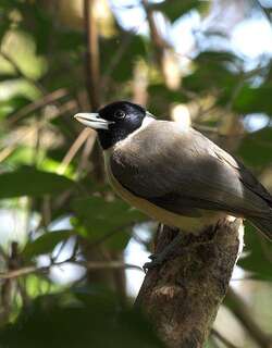 白额厚嘴鵙 / Pollen’s Vanga / Xenopirostris polleni