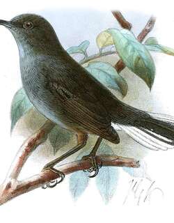 白尾拱翅莺 / White-tailed Warbler / Poliolais lopezi