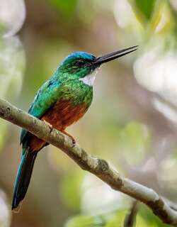 绿尾鹟䴕 / Green-tailed Jacamar / Galbula galbula