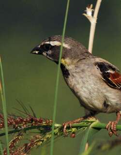 死海麻雀 / Dead Sea Sparrow / Passer moabiticus