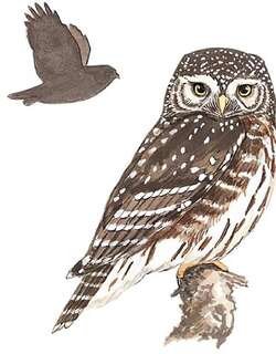 花头鸺鹠 / Eurasian Pygmy Owl / Glaucidium passerinum