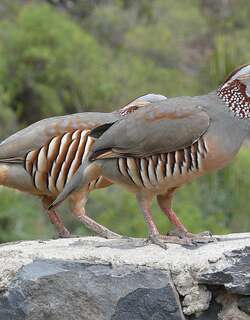 北非石鸡 / Barbary Partridge / Alectoris barbara