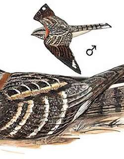 长尾夜鹰 / Large-tailed Nightjar / Caprimulgus macrurus