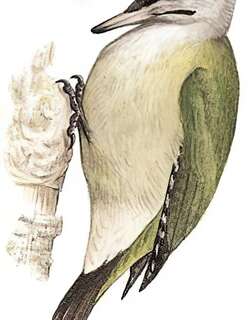 灰头绿啄木鸟 / Grey-headed Woodpecker / Picus canus