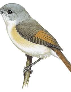 红尾牛顿莺 / Red-tailed Newtonia / Newtonia fanovanae