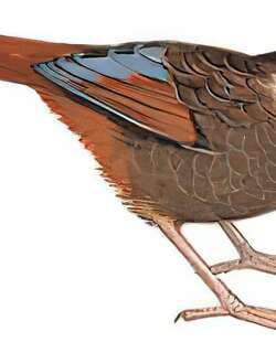 黑顶噪鹛 / Black-faced Laughingthrush / Trochalopteron affine