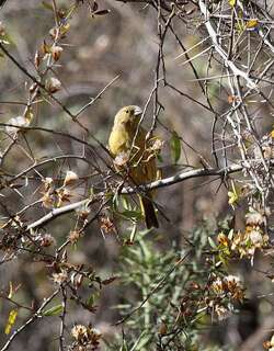 绿黄雀鹀 / Greenish Yellow Finch / Sicalis olivascens