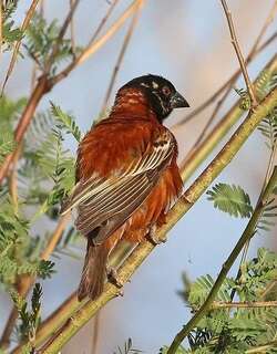 栗织雀 / Chestnut Weaver / Ploceus rubiginosus