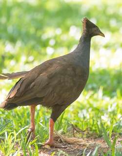 橙脚塚雉 / Orange-footed Scrubfowl / Megapodius reinwardt