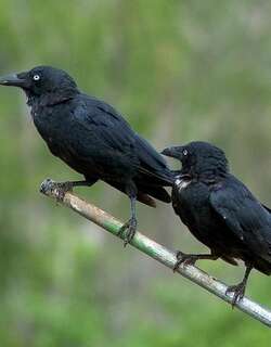 澳洲鸦 / Torresian Crow / Corvus orru