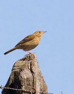 赫氏鹨 / Hellmayr’s Pipit / Anthus hellmayri