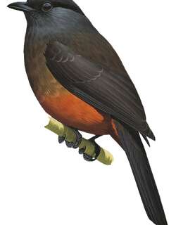 栗腹伞鸟 / Chestnut-bellied Cotinga / Doliornis remseni