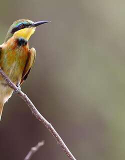 小蜂虎 / Little Bee-eater / Merops pusillus