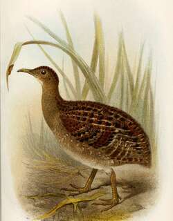 安第斯斑䳍 / Andean Tinamou / Nothoprocta pentlandii