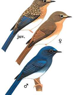 海南蓝仙鹟 / Hainan Blue Flycatcher / Cyornis hainanus