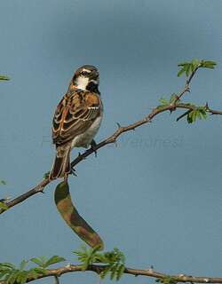 谢氏麻雀 / Shelley’s Sparrow / Passer shelleyi