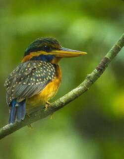 栗领翡翠 / Rufous-collared Kingfisher / Actenoides concretus