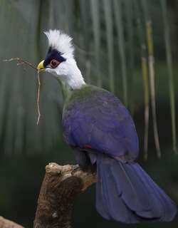 白冠蕉鹃 / White-crested Turaco / Tauraco leucolophus