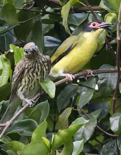 澳大利亚裸眼鹂 / Australasian Figbird / Sphecotheres vieilloti