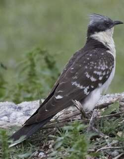 大斑凤头鹃 / Great Spotted Cuckoo / Clamator glandarius