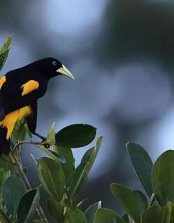 黄腰酋长鹂 / Yellow-rumped Cacique / Cacicus cela
