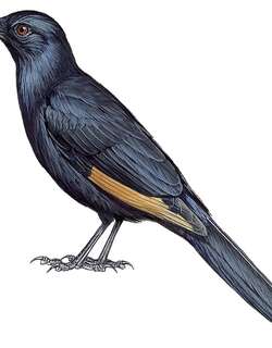 诺氏栗翅椋鸟 / Neumann’s Starling / Onychognathus neumanni