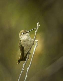 秘鲁蜂鸟 / Tumbes Hummingbird / Thaumasius baeri