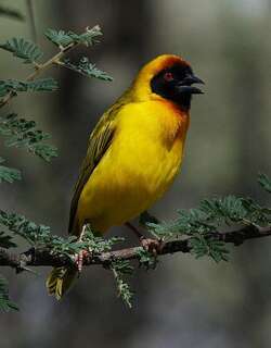 蛋黄黑脸织雀 / Vitelline Masked Weaver / Ploceus vitellinus