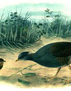 波利塚雉 / Tongan Megapode / Megapodius pritchardii