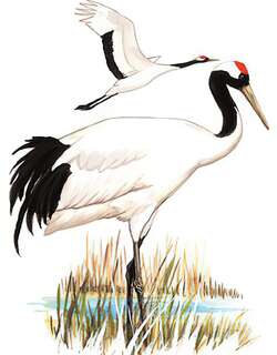 丹顶鹤 / Red-crowned Crane / Grus japonensis