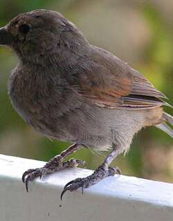 巴巴多斯牛雀 / Barbados Bullfinch / Loxigilla barbadensis