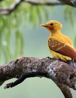 乳白啄木鸟 / Cream-colored Woodpecker / Celeus flavus