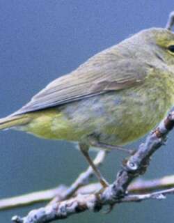 橙冠虫森莺 / Orange-crowned Warbler / Leiothlypis celata