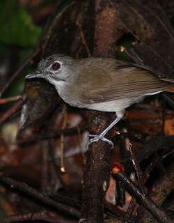 须树鹛 / Moustached Babbler / Malacopteron magnirostre
