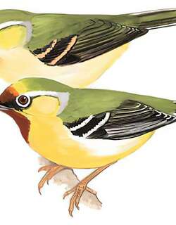 栗额鵙鹛 / Clicking Shrike-babbler / Pteruthius intermedius